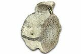 Fossil Whale Caudal Vertebra - Yorktown Formation #362061-1